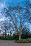 <center>Le parc de Maison Blanche.</center>Un platane.