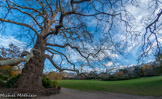 <center>Le parc de Maison Blanche.</center>Le platane.