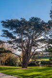 <center>Le parc de Maison Blanche.</center>Cédre du Liban, arbre remarquable.
